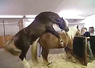 Two horses fuck like crazy, love