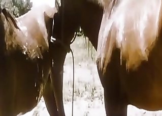2 ultra-cute horses having amazing sex