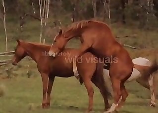 Super-naughty brown horses fuck in the woods