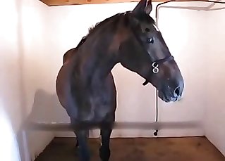 Stud gets blown by his handsome horse