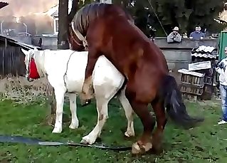 Two magnificent horses enjoying their natural call