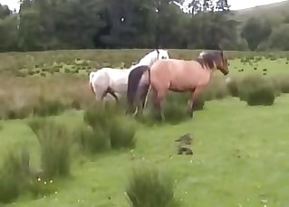 2 horses getting it on in private