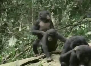 Pony bestiality tube