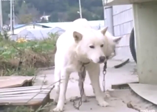 Husky is attainable relating to get fucked with first-class passion