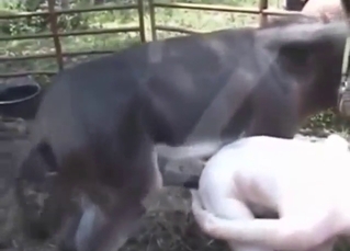 Gorgeous DONKEY DONG gets beside thing embrace a zoophile