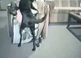 Zoophilic lady seems genuinely happy during carrier bag sex