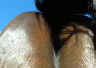 Zoomed-in Tiergarten XXX nearly a nice-looking horse D