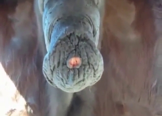 Zoomed-in Tiergarten XXX nearly a nice-looking horse D