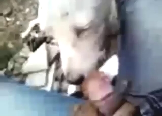 Dog ends close to procurement fucked after POV oral sex