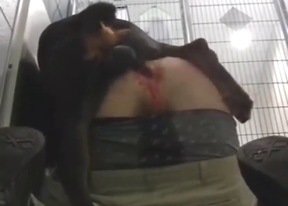 Hardcore-style fuck with a Rottie fucking gay ass