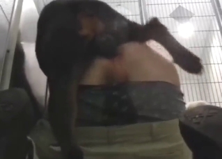 Hardcore-style fuck with a Rottie fucking gay ass