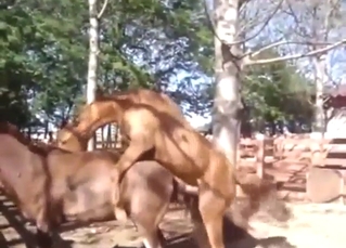 Sexy experience with horses that screw prevalent