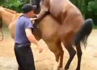 Bestiality sex shows two horses reaching orgasms