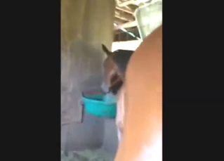 Grungy and sweet-as-honey mare cunt fisted hard