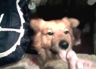 Zoo porn hotness with a slutty beast sucking