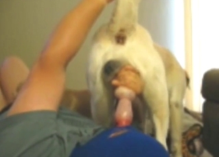 Gay blade gets far suck off a dog all round a  hot porn videotape