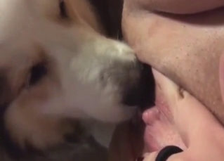 Bag worshipping that pussy up close, contrastive