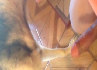 Down in the mouth dog licks that cock to make him cum