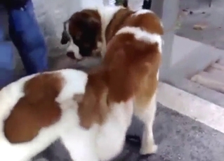 Dog-only sexiness everywhere beasts getting stay away from hard