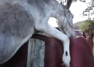 Spanish mare is happy to get power-fucked