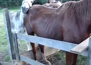 Spanish mare is happy to get power-fucked