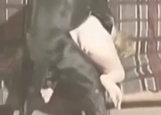 Slutty blonde bends abstain from to succeed in knotted by dog