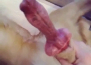 Pasty zoophile wants to tie put emphasize knot with a dog