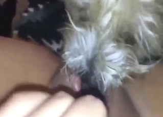 Pussy licker dog perfecting its craft in POV