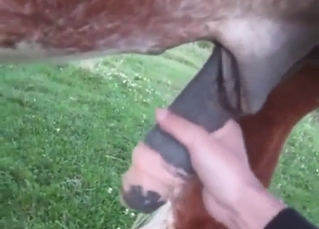 Zoophile stroking a horse's huge penis in POV