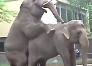 Big elephants enjoying doggystyle sex outdoors