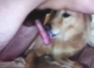 Dog wants to suck that dick and it's hot to see