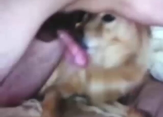 Dog wants to suck that dick and it's hot to see