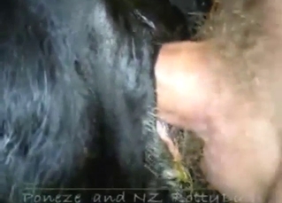 Sexed-up black cow gets rammed from raw