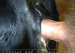 Sexed-up black cow gets rammed from raw