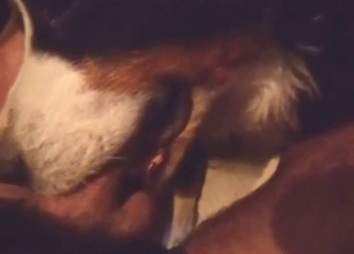 Incredible blowjob from a dog that moans