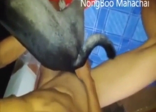 Wild, wild fuck with a baffle who gapes a beast