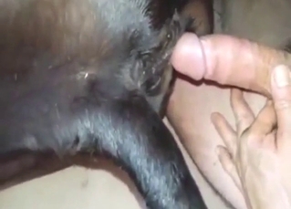 Cow banging with a dude who wants hotness