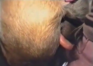 Pony porn movie with doggystyle, fingering, etc.