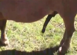 Clamber up on porn blear wide a stallion who's REAL hung