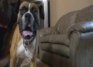 Animal is going to enjoy gay act round a zoo vid