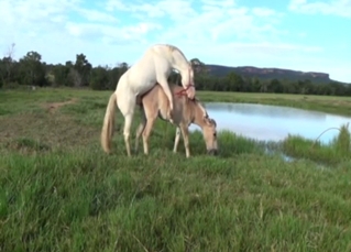 Stallion and mule in hot bestiality porn outdoors