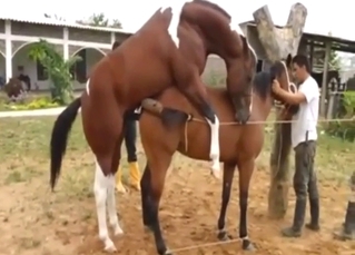 Horse zoo sex with a stallion banging a mare