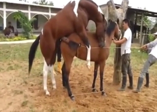 Horse zoo sex with a stallion banging a mare
