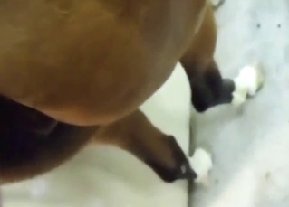 POV bestiality sex with a guy who fucks a mare