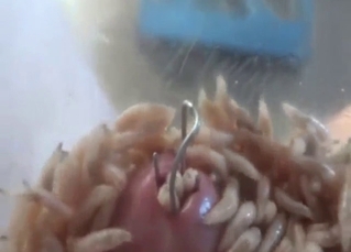 Maggots crawling all over prevalent murderousness a harm sex