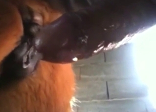 Any zoophile would love take see a mare fuck