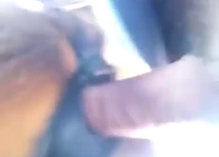 Any zoophile would love take see a mare fuck