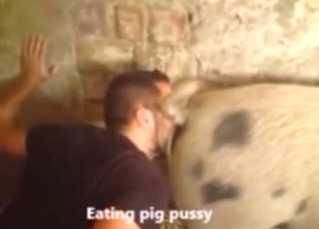 Needy zoophile wants become absent-minded pig pussy in his face