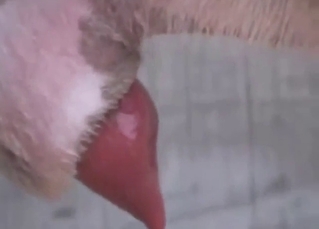 Voyeur-style zoo porn with a dog showing dick