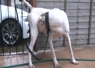 Voyeur-style zoo porn with a dog showing dick